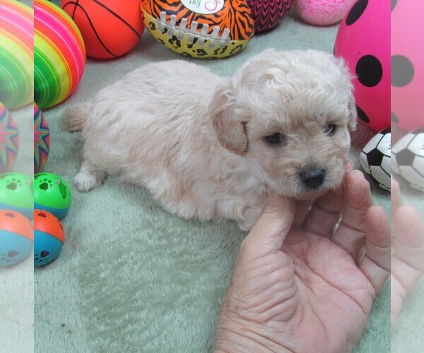 Medium Photo #2 Cavapoo Puppy For Sale in RATTAN, OK, USA