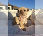 Puppy Daisy French Bulldog