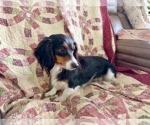 Dachshund Puppy for sale in CASSVILLE, MO, USA