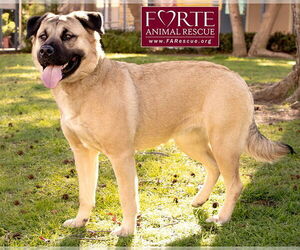 Annie - Female Akita-American Staffordshire Terrier Mix Dog for Adoption - Photo #8