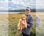 Puppy Nova Goldendoodle mix (+ Poodle Standard)