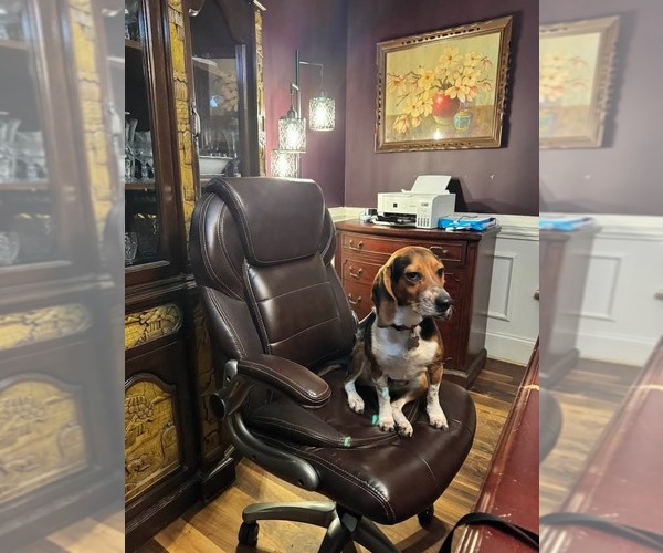 Medium Photo #6 Beagle Puppy For Sale in Holly Springs, NC, USA