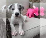 Small Great Dane Mix
