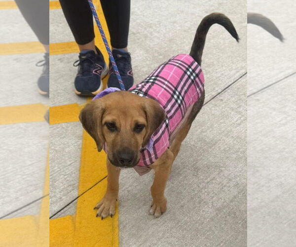 Medium Photo #1 Labbe Puppy For Sale in GILBERTS, IL, USA