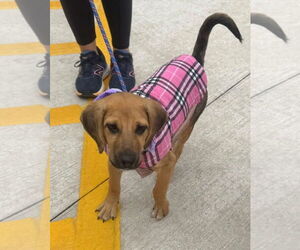 Labbe Dogs for adoption in GILBERTS, IL, USA