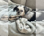 Small #1 Shih Tzu