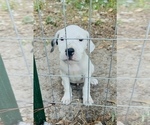Puppy DMX Dogo Argentino