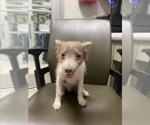 Chihuahua-Unknown Mix Dogs for adoption in Plano, TX, USA