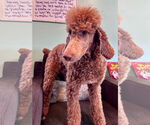 Small #1 Poodle (Standard)