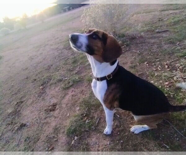 Medium Photo #5 Beagle Walker Coonhound Puppy For Sale in Apple Valley, CA, USA