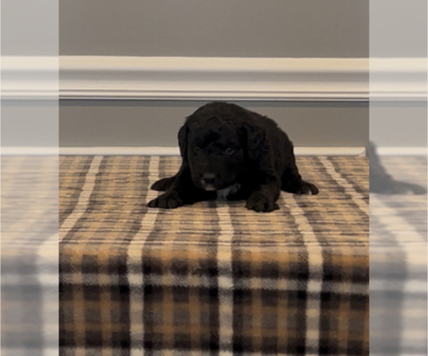 Medium Photo #22 Bernedoodle-Labradoodle Mix Puppy For Sale in MILFORD, NJ, USA