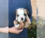 Small Photo #2 Bulldog Puppy For Sale in CLEARWATER, MN, USA