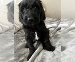 Small Photo #1 Goldendoodle Puppy For Sale in SAINT LOUIS, MO, USA