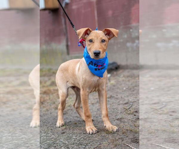 Medium Photo #5 Labrador Retriever-Unknown Mix Puppy For Sale in Oak Bluffs, MA, USA