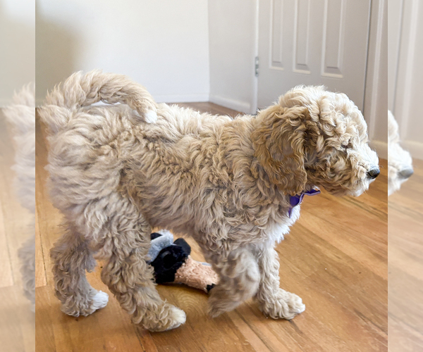 Medium Photo #4 Goldendoodle (Miniature) Puppy For Sale in ROY, UT, USA