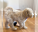 Small #3 Goldendoodle (Miniature)