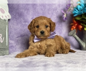 Cavapoo Puppy for sale in LANCASTER, PA, USA