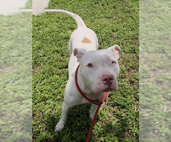 Medium Photo #1 American Staffordshire Terrier Puppy For Sale in Fort Lauderdale, FL, USA