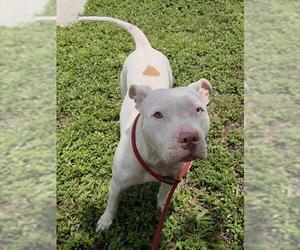 American Staffordshire Terrier Dogs for adoption in Fort Lauderdale, FL, USA
