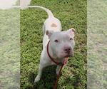 Small American Staffordshire Terrier