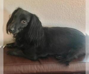 Dachshund Dogs for adoption in Los Angeles, CA, USA