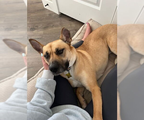 Medium Photo #12 German Shepherd Dog-Unknown Mix Puppy For Sale in Sandy, UT, USA