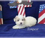 Image preview for Ad Listing. Nickname: Tempest
