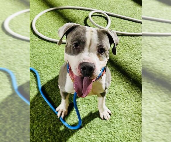 Medium Photo #1 Mutt Puppy For Sale in Las Vegas, NV, USA