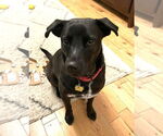 Small #2 Labrador Retriever Mix