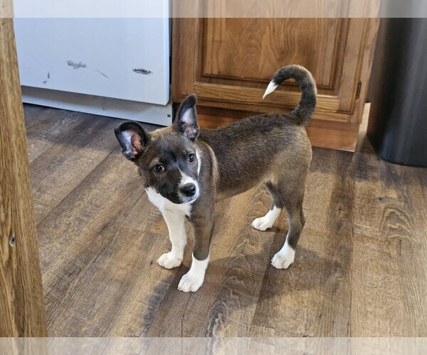 Medium Photo #3 Labsky Puppy For Sale in Sheboygan, WI, USA