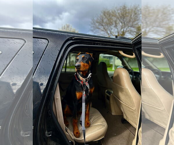 Medium Photo #2 Doberman Pinscher Puppy For Sale in Woodland, CA, USA