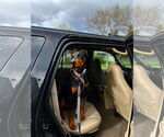 Small #1 Doberman Pinscher