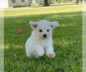 Bichon Frise Puppy for sale in MOUNT PLEASANT, MI, USA