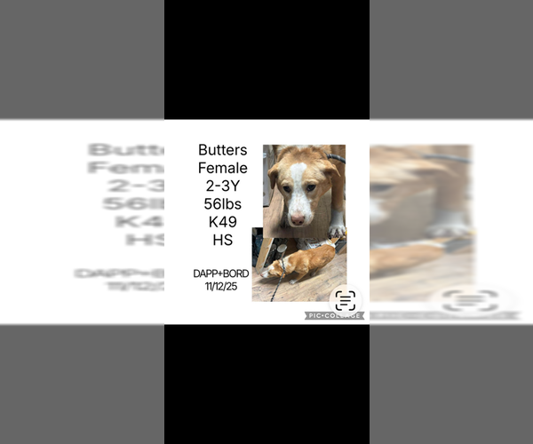 Medium Photo #2 Labrador Retriever-Unknown Mix Puppy For Sale in Plainfield, IL, USA