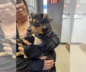 Chihuahua Dogs for adoption in Stockton, CA, USA
