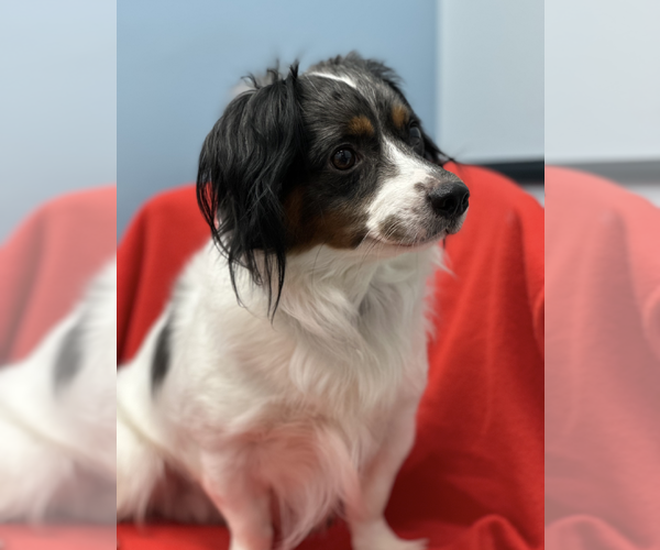 Medium Photo #6 Dachshund-Unknown Mix Puppy For Sale in Weston, FL, USA