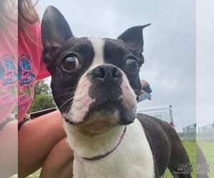 Medium Boston Terrier Mix