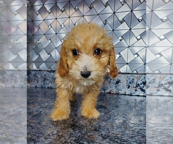 Medium Photo #3 Poodle (Toy) Puppy For Sale in GOSHEN, IN, USA