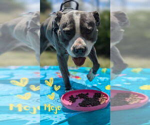 Staffordshire Bull Terrier Dogs for adoption in Monte Vista, CO, USA