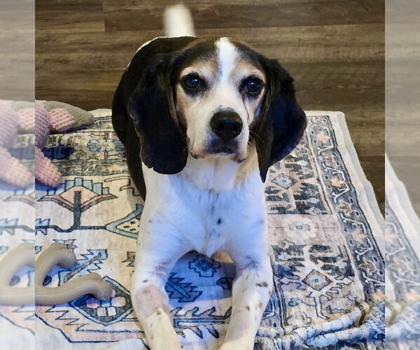 Medium Photo #6 Beagle Puppy For Sale in Batavia, OH, USA