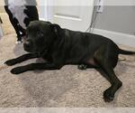Small American Staffordshire Terrier Mix