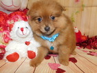 Small Photo #3 Yoranian Puppy For Sale in HAMMOND, IN, USA
