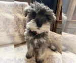 Small Photo #2 Schnauzer (Miniature) Puppy For Sale in LAWRENCE, MI, USA