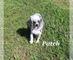 Small #25 Poodle (Toy)