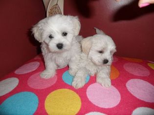 Maltese Dogs for adoption in STOCKTON, CA, USA
