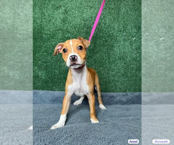 Medium Photo #1 Chihuahua-Unknown Mix Puppy For Sale in Elmsford, NY, USA
