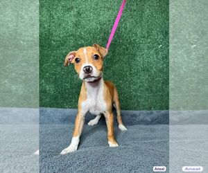 Chihuahua-Unknown Mix Dogs for adoption in Elmsford, NY, USA