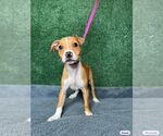 Small Chihuahua Mix