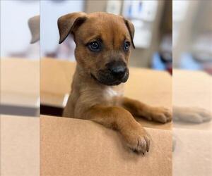 American Pit Bull Terrier-Unknown Mix Dogs for adoption in Conroe, TX, USA