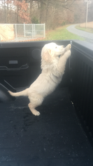 Goldendoodle Puppy for sale in CASEY CREEK, KY, USA
